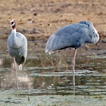 Sarus Cranes