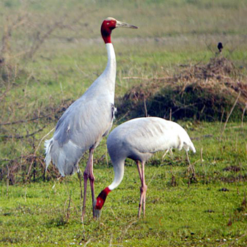 Sarus Crane