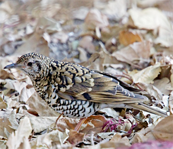 Scaly Thrush