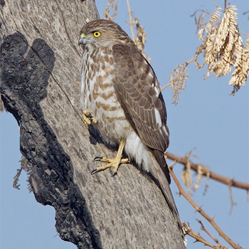 Shikra