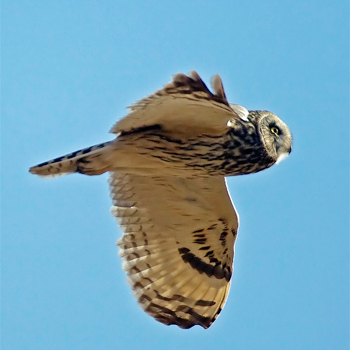 Short-eared Owl(<em>erythronotus)</em>