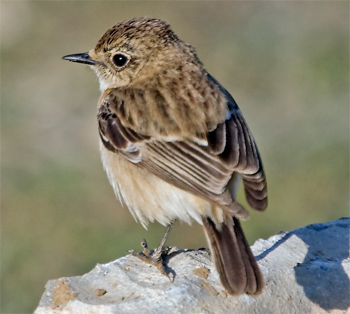 Siberian Stonechat