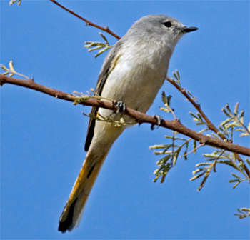 Small Minivet (female)