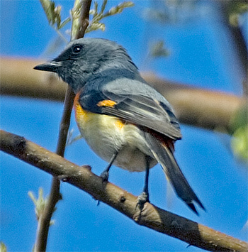 Small Minivet (male)