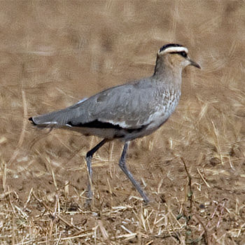 Sociable Lapwing