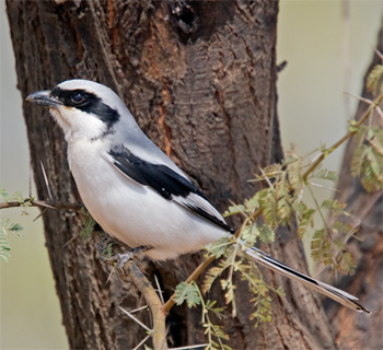 Great Grey Shrike