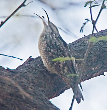 Indian Spotted Creeper