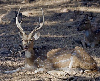 Spotted Deer