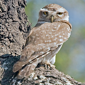 Spotted Owlet