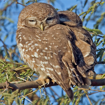 Spotted Owlet
