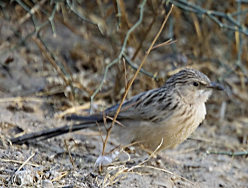 Striated Babbler