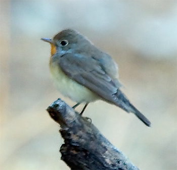 Taiga Flycatcher<