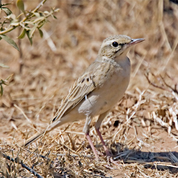 Tawny Pipit