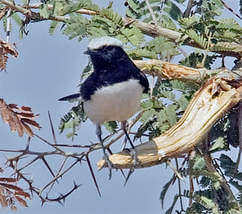 Variable Wheatear