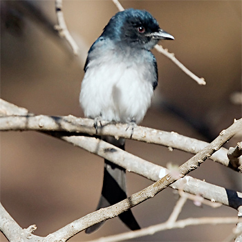 White-bellied Drongo