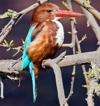 White-throated Kingfisher