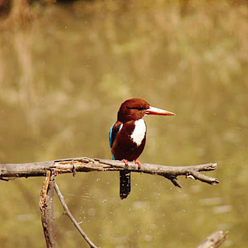 White-throated Kingfisher