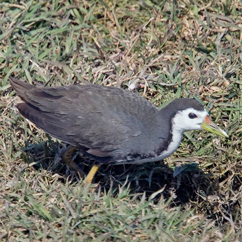 White-breasted Waterhen