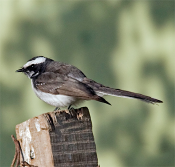 White-browed Fantail