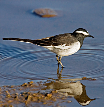 White-browed Wagtail