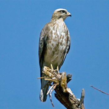 White-eyed Buzzard