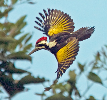 White-naped Woodpecker