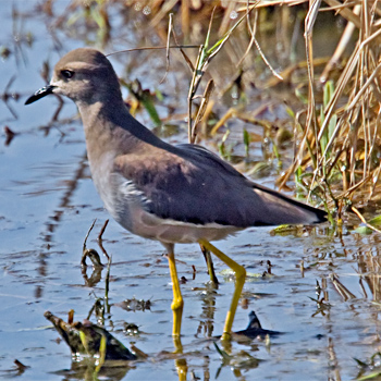 White-tailed Lapwing