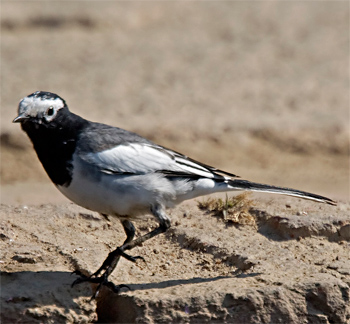 White Wagtail