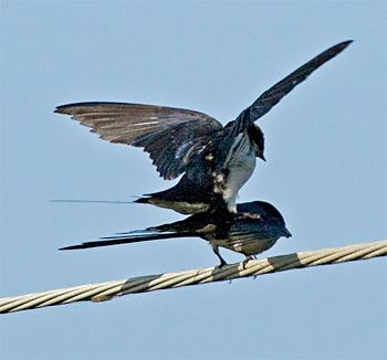 Wire-tailed Swallows