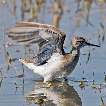 Wood Sandpiper