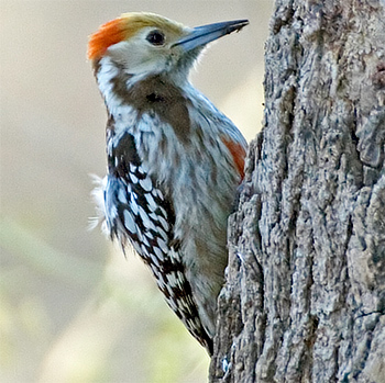 Yellow-crowned Woodpecker