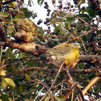 Yellow-footed Green-pigeon