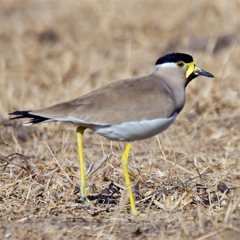Yellow-wattled Lapwing
