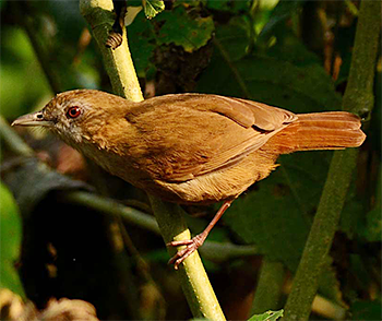Abbott's Babbler