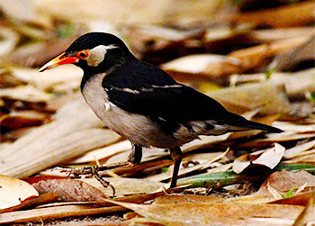Asian Pied Starling