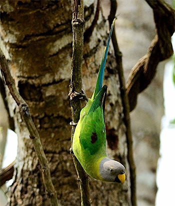 Blossom-headed Parakeet
