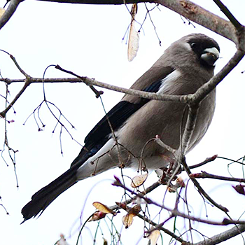 Brown Bullfinch