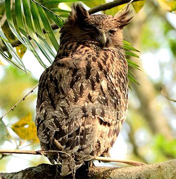 Brown Fish-owl