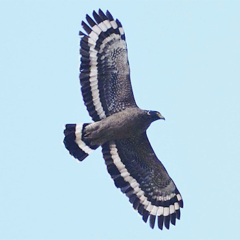 Crested Serpent-eagle