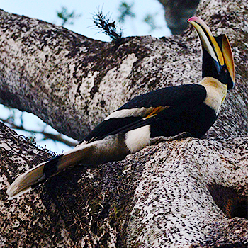 Great Hornbill