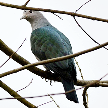 Green Imperial-pigeon