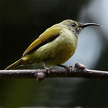 Green-tailed Sunbird