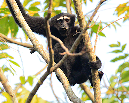 Hoolock Gibbon