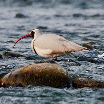 Ibisbill