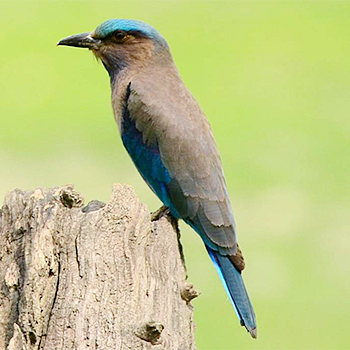 Indian (Black-billed) Roller