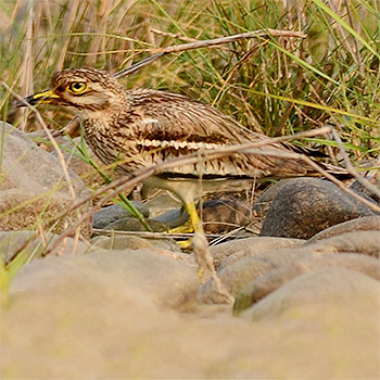 Indian Thick-knee