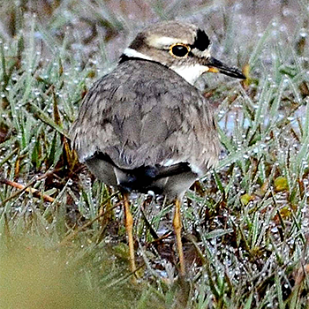 Long-billed Plover
