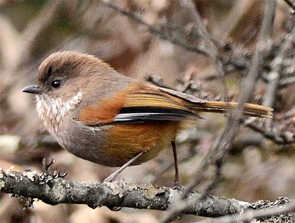 Ludlow's Fulvetta