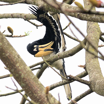 Oriental Pied-hornbill