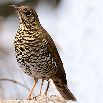 Plain-backed Thrush